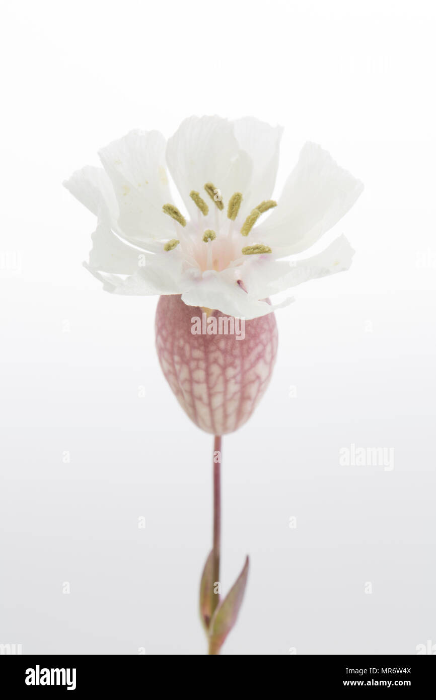 Meer Campion, Silene uniflora, wachsen hinter Chesil Beach in der Nähe der Isle of Portland. Meer Campion ist ein Salztoleranten Pflanzen und kann auf ro gefunden werden Stockfoto