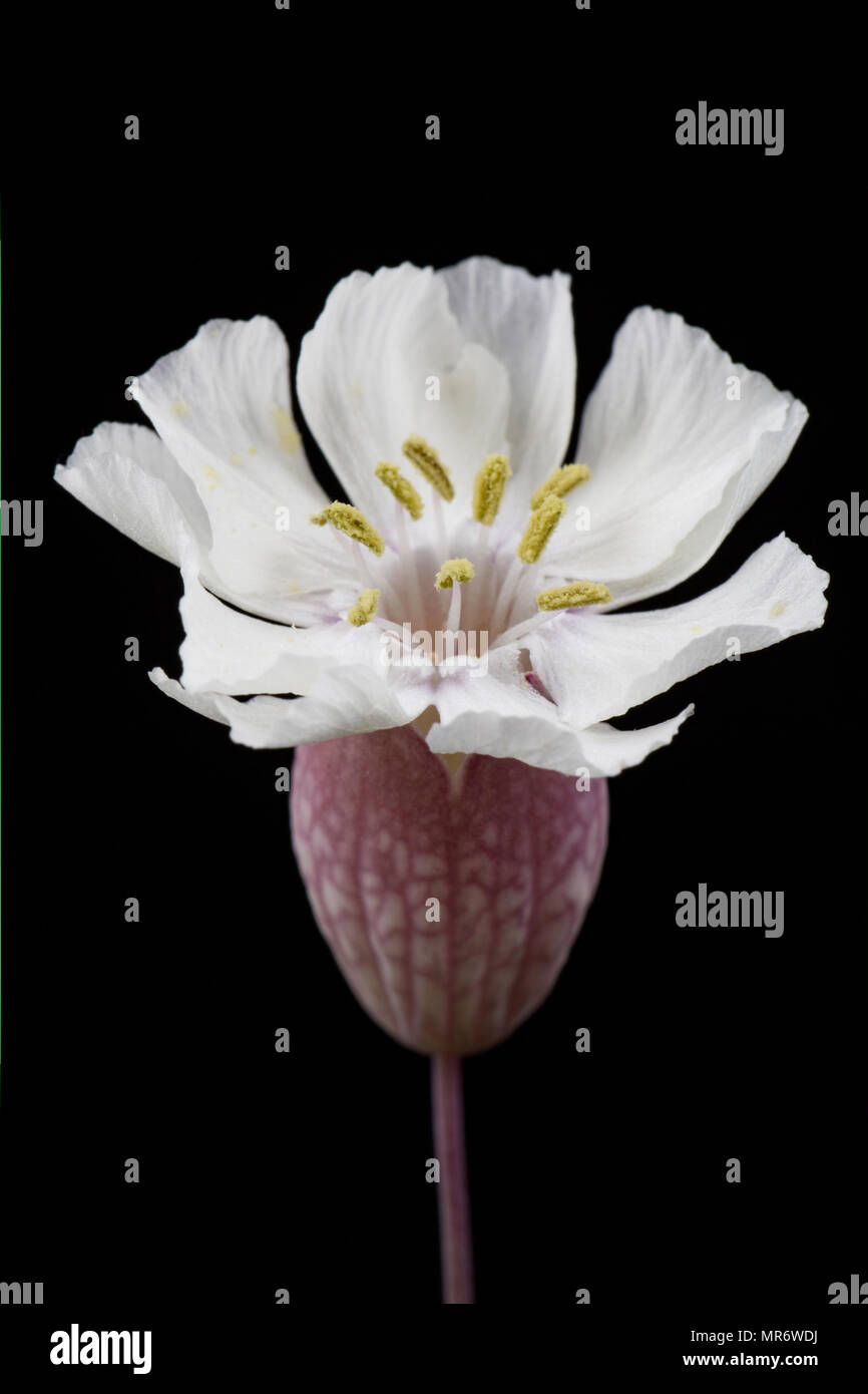 Meer Campion, Silene uniflora, wachsen hinter Chesil Beach in der Nähe der Isle of Portland. Meer Campion ist ein Salztoleranten Pflanzen und kann auf ro gefunden werden Stockfoto