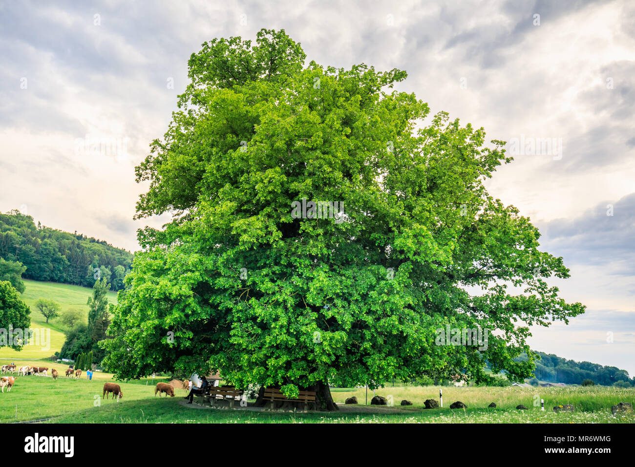 Tolle alte Linde unter spektakulären Himmel in Linn Aargau hdr Schweiz Stockfoto