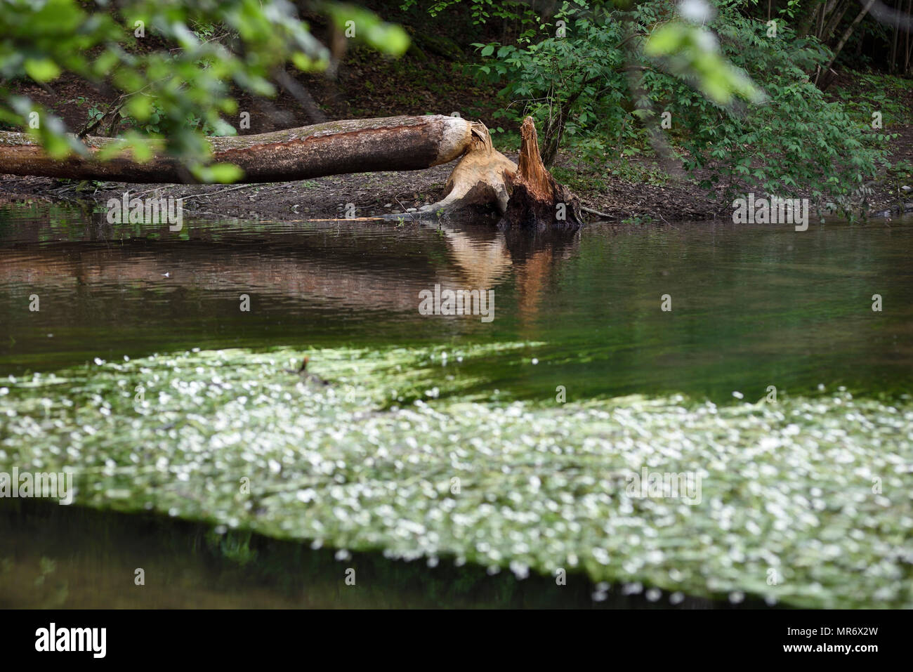 Baum am Fluss von Biber, Bayern gefällt, Deutschland Stockfoto