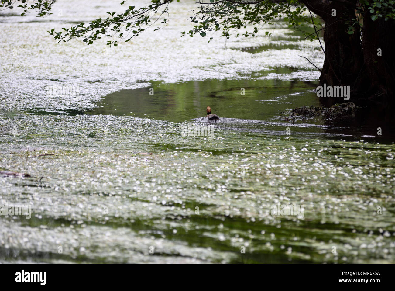 Rückseite eines Swimming Duck auf einem Fluss voller grüne Algen mit weißen Blumen, Bayern, Deutschland Stockfoto