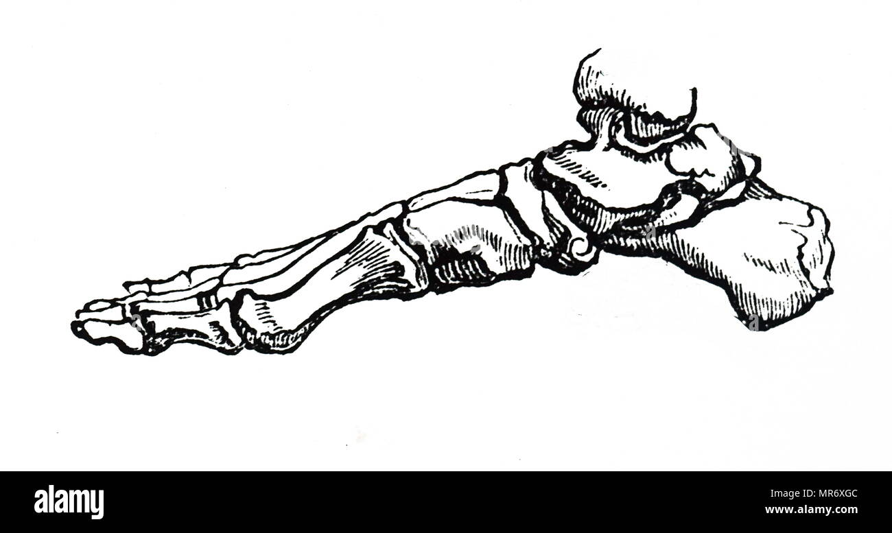 Kupferstich mit der Darstellung der Knochen des menschlichen Fußes. Vom 19. Jahrhundert Stockfoto