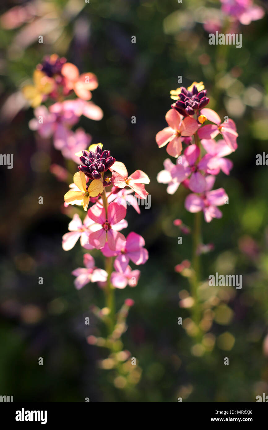 Mehrfarbige Erysimum Blumen Stockfoto