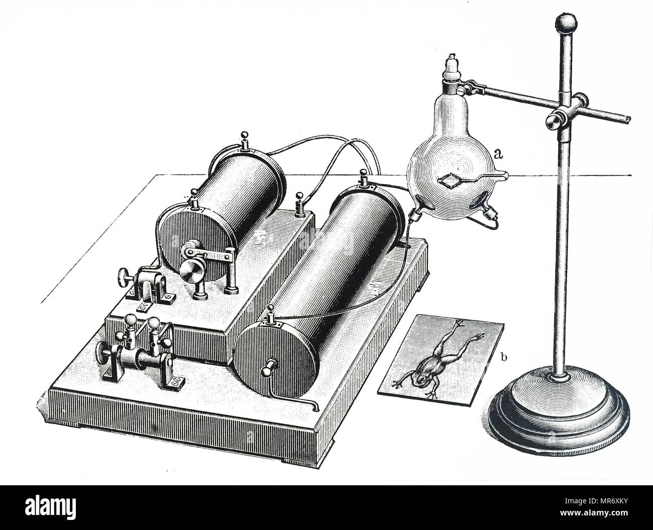 Gravur mit einem frühen x-ray Geräte, die auf einem Frosch verwendet. Vom 20. Jahrhundert Stockfoto