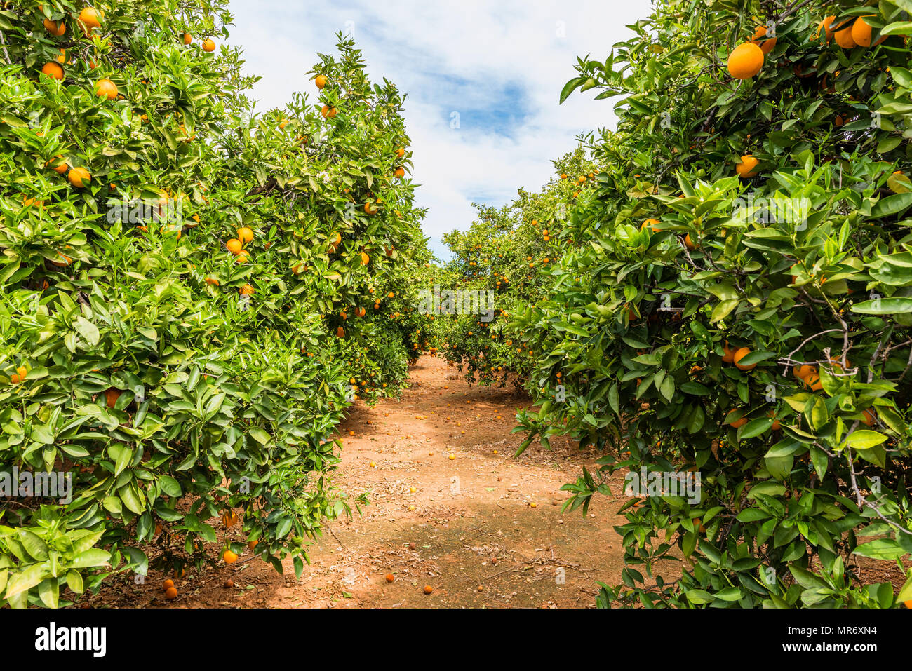 Orange Orchard in Cabanes Spanien Stockfoto