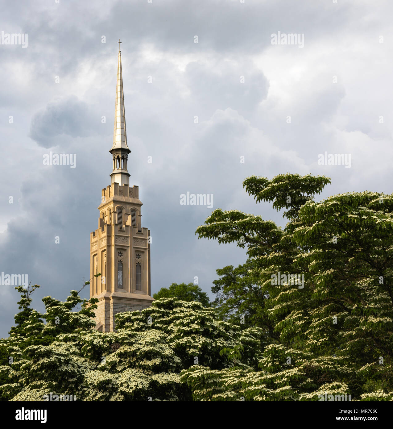 Der imposante Turm von Korinth Reformierte Kirche, von blühenden weißen Kousa Hartriegel (Cornus Kousa), Hickory, NC, USA. Stockfoto