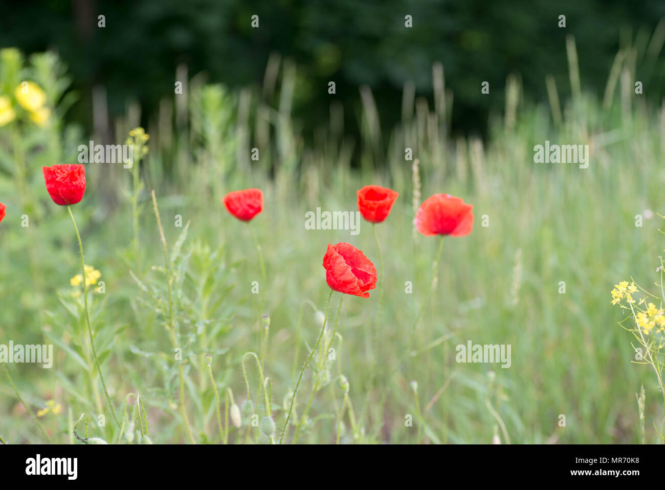 Roter Mohn Blumen in der Wiese Stockfoto