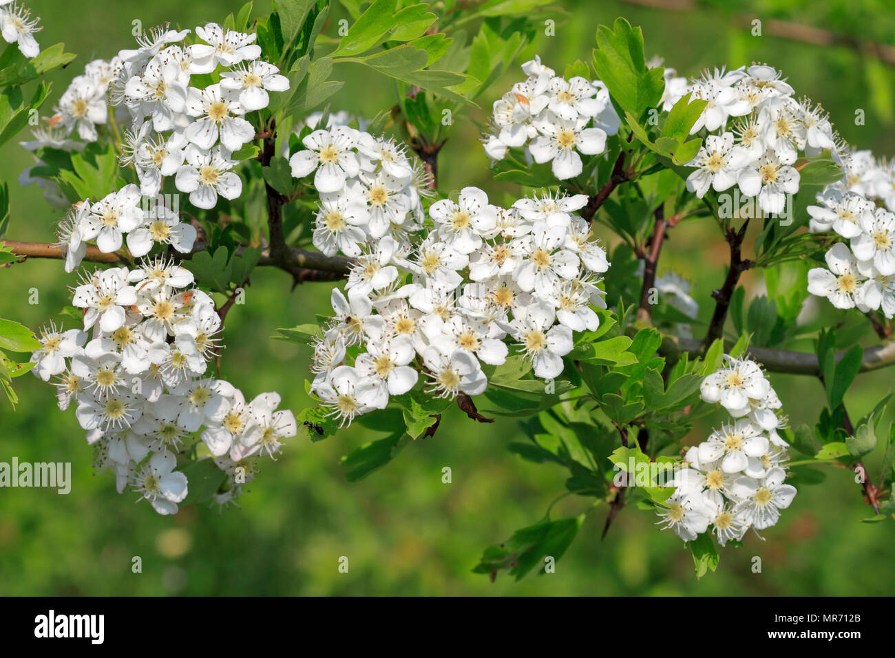 Gemeinsame Weißdorn, Rosa Moschata Blumen im dearne Tal in der Nähe von Barnsley, South Yorkshire, England, UK. Stockfoto