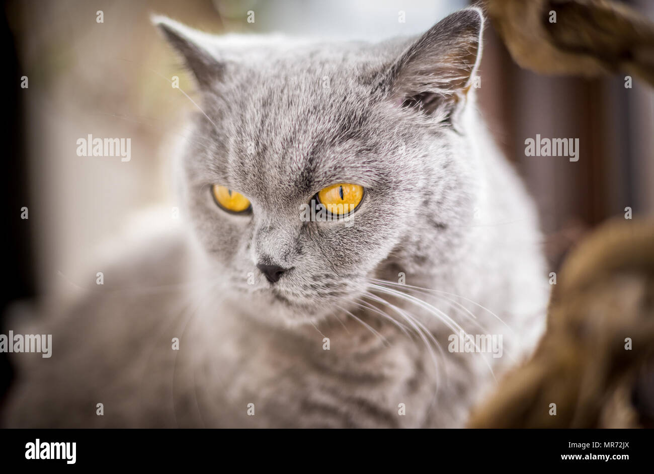 Portrait von Britisch Kurzhaar Katze mit blauen und grauen Pelz. Geringe Tiefenschärfe. Stockfoto