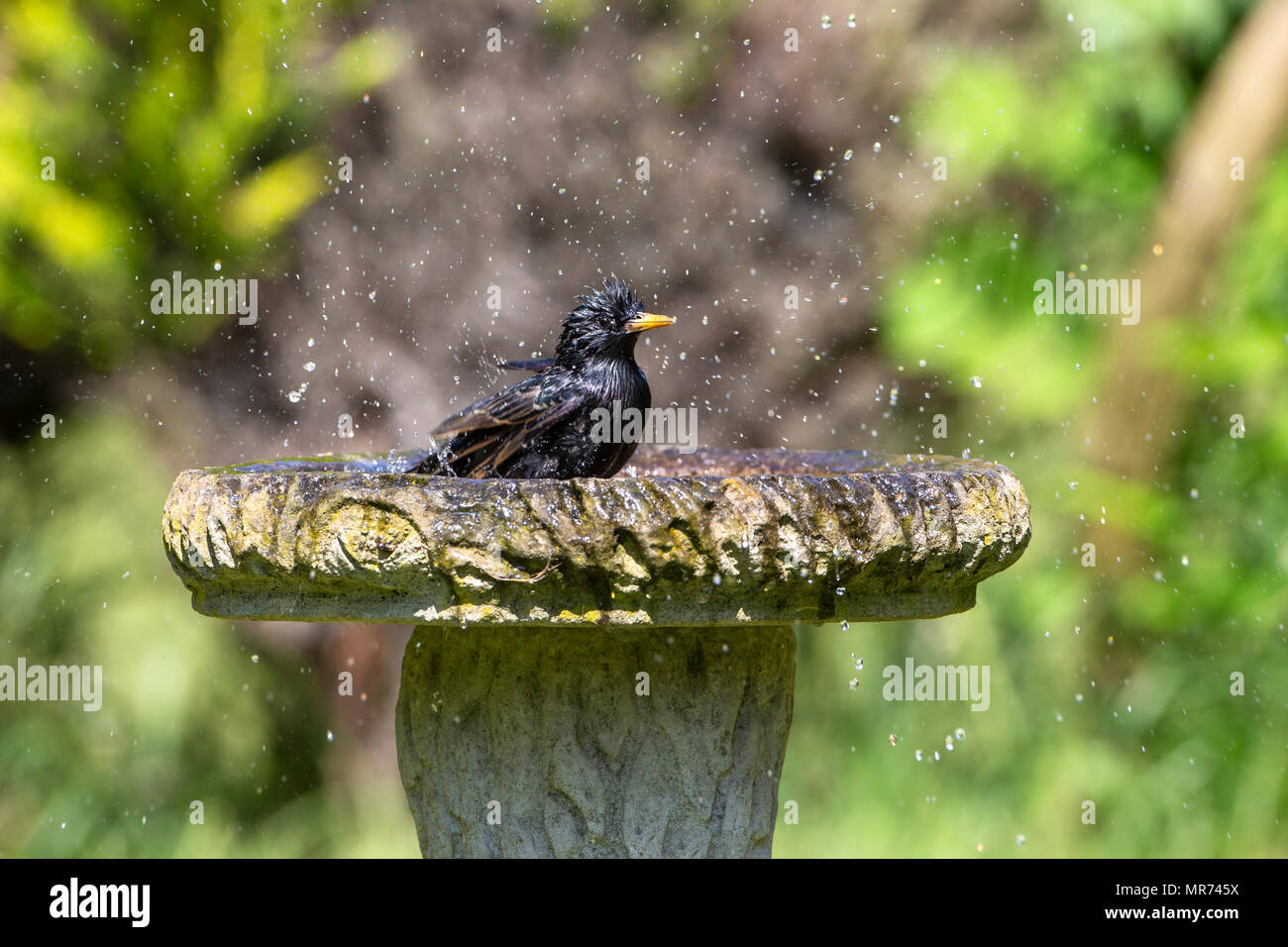 Starling Sturnus Vulgaris, plantschen und baden in einem Garten Vogelbad Stockfoto