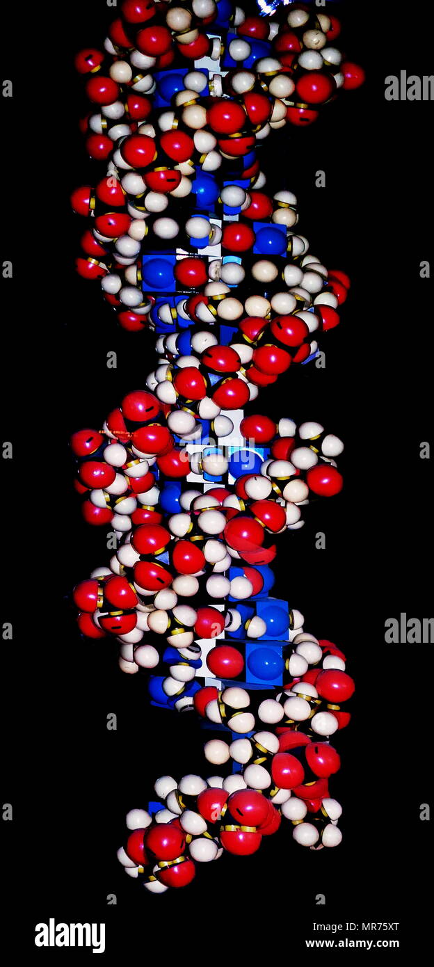 Modell der DNA-Doppelhelix. 2017. In der molekularen Biologie, der Begriff doppelhelix bezieht sich auf die Struktur von Double-stranded Moleküle von Nukleinsäuren wie DNA. Die doppelschrägverzahnung Struktur einer Nukleinsäure Komplexen ergibt sich als Konsequenz der sekundären Struktur, und ist eine wesentliche Komponente bei der Bestimmung ihrer Tertiärstruktur. Der Begriff eingegeben populäre Kultur mit der Veröffentlichung in 1968 der Doppelhelix: ein persönliches Konto der Entdeckung der DNA-Struktur durch James Watson. Stockfoto