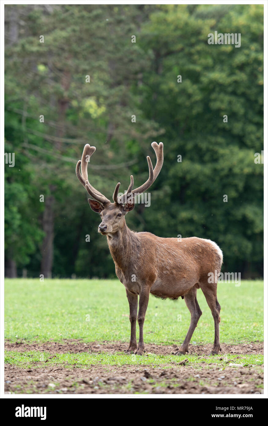Red deer Stag mit Samt Stockfoto