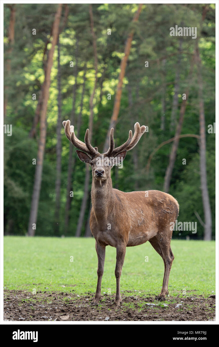 Red deer Stag mit Samt Stockfoto