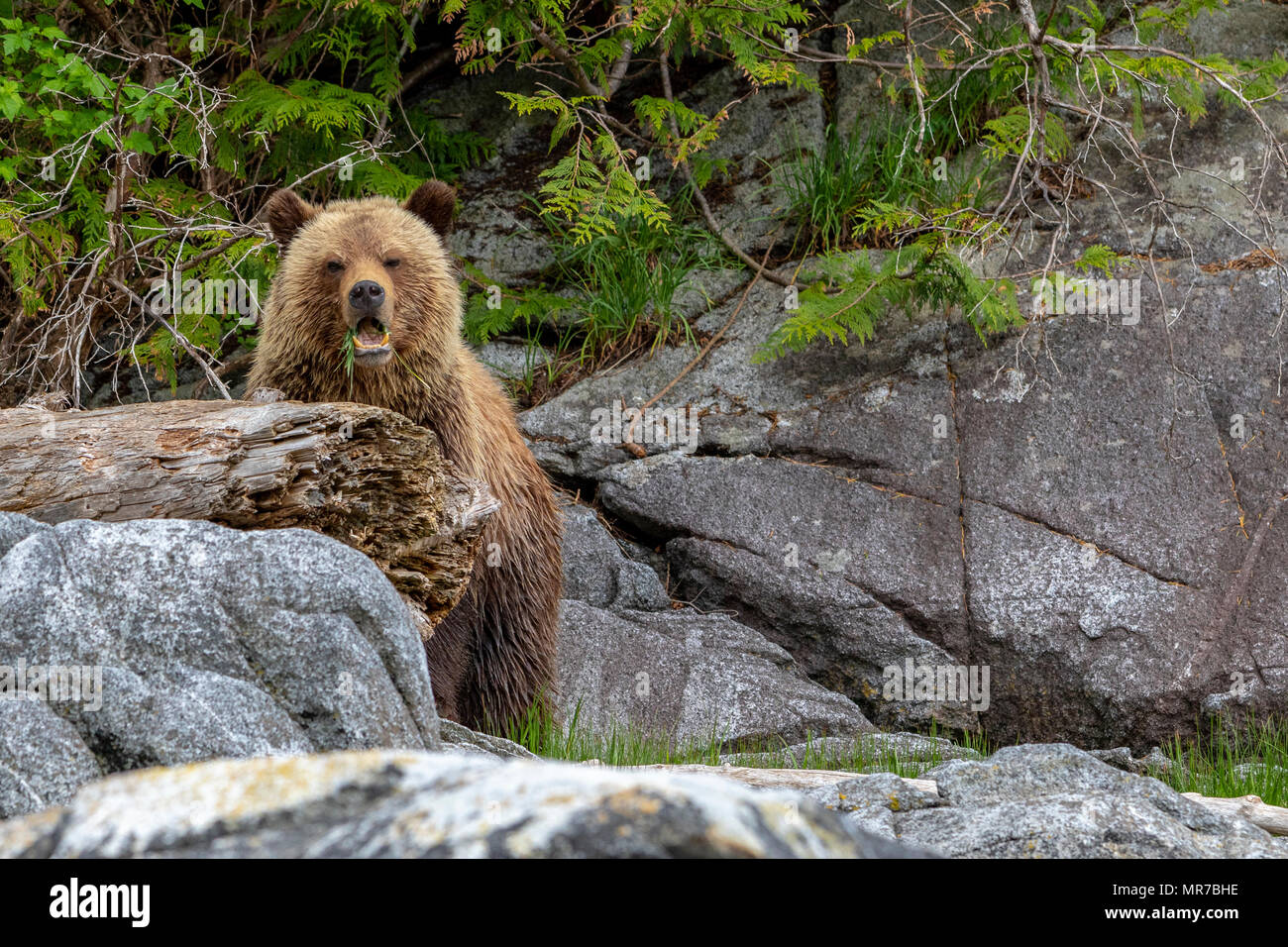 Grizzly Bär im Knight Inlet. British Columbia, Kanada Stockfoto