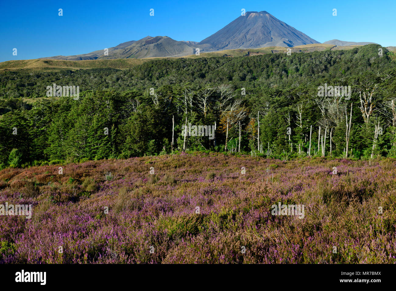 Ozeanien, Neuseeland, Aotearoa, North Island, Tongariro National Park, Mount Tongariro Stockfoto
