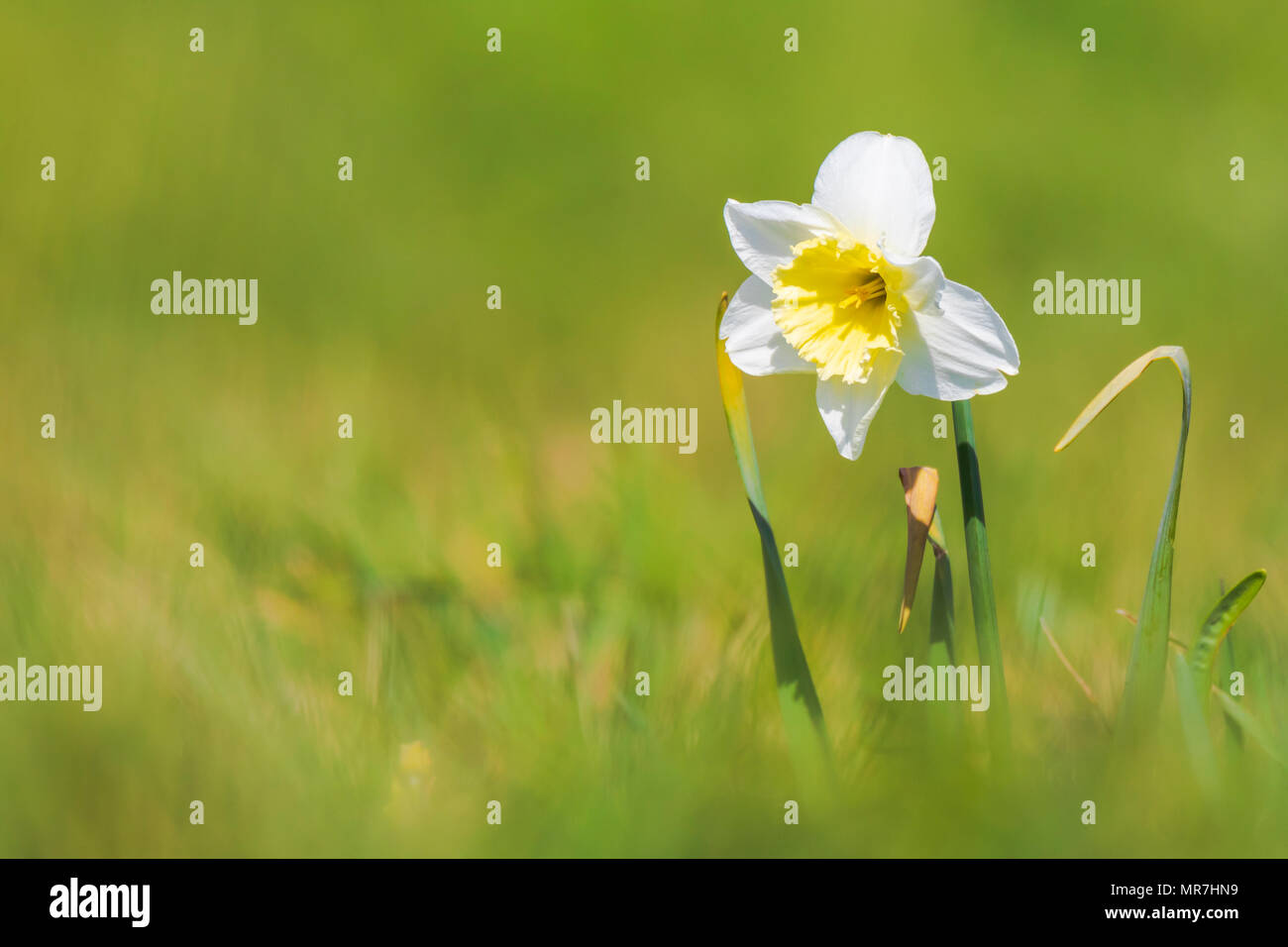 Nahaufnahme der Wilden Narzisse Blume oder Fastenzeit Lily, Narcissus pseudonarcissus, blühen in einer grünen Wiese im Frühling an einem sonnigen Tag. Stockfoto