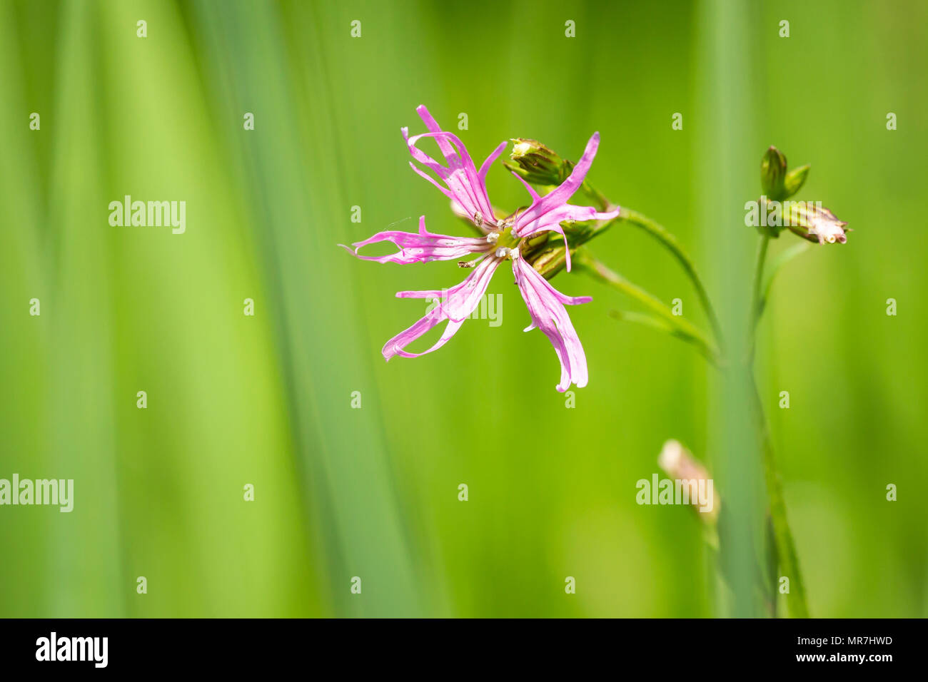 Ragged Robin Blumen, Lychnis Flos-Cuculi, in einer Wiese mit hellen Farben und natürlichen Sonnenlicht blüht. Stockfoto