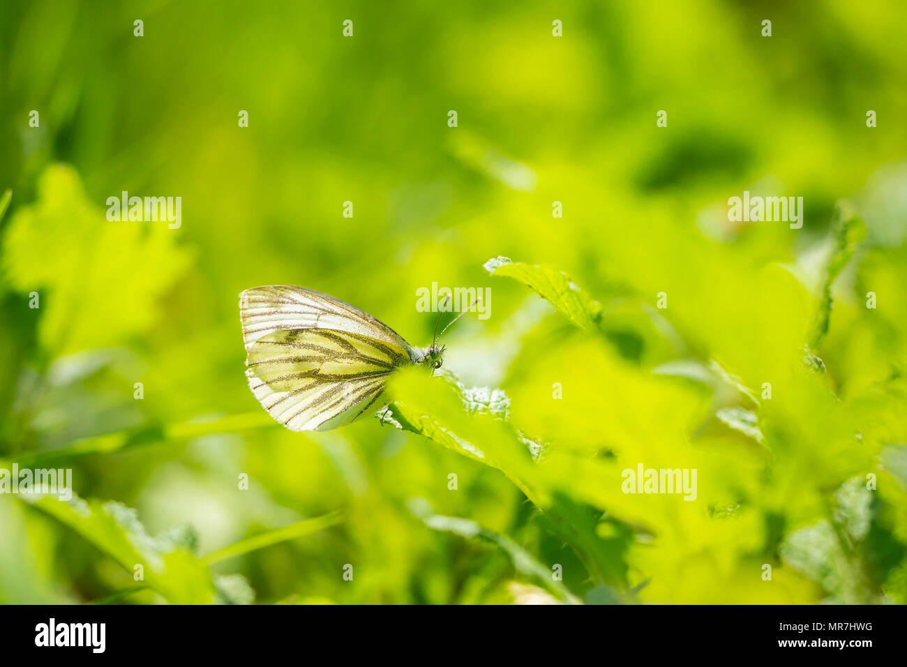 Rapsweißling Schmetterling (Pieris napi) Ina meadowin Sonnenlicht Stockfoto