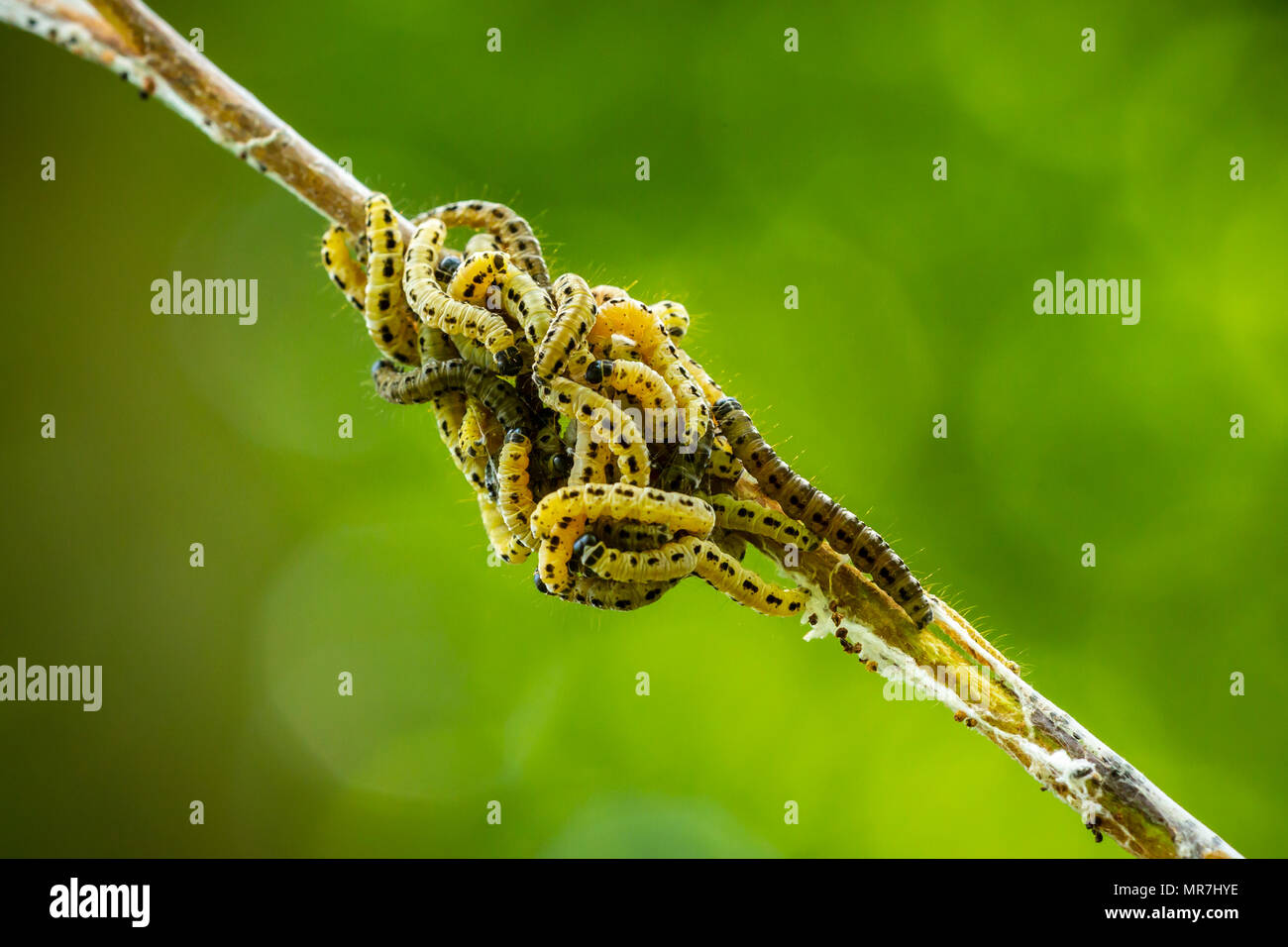 Nahaufnahme von einem schädling Larven, Raupen des Familie Yponomeutidae oder Hermelin Motten, gebildeten kommunalen Web-sites rund um einen Baum. Stockfoto