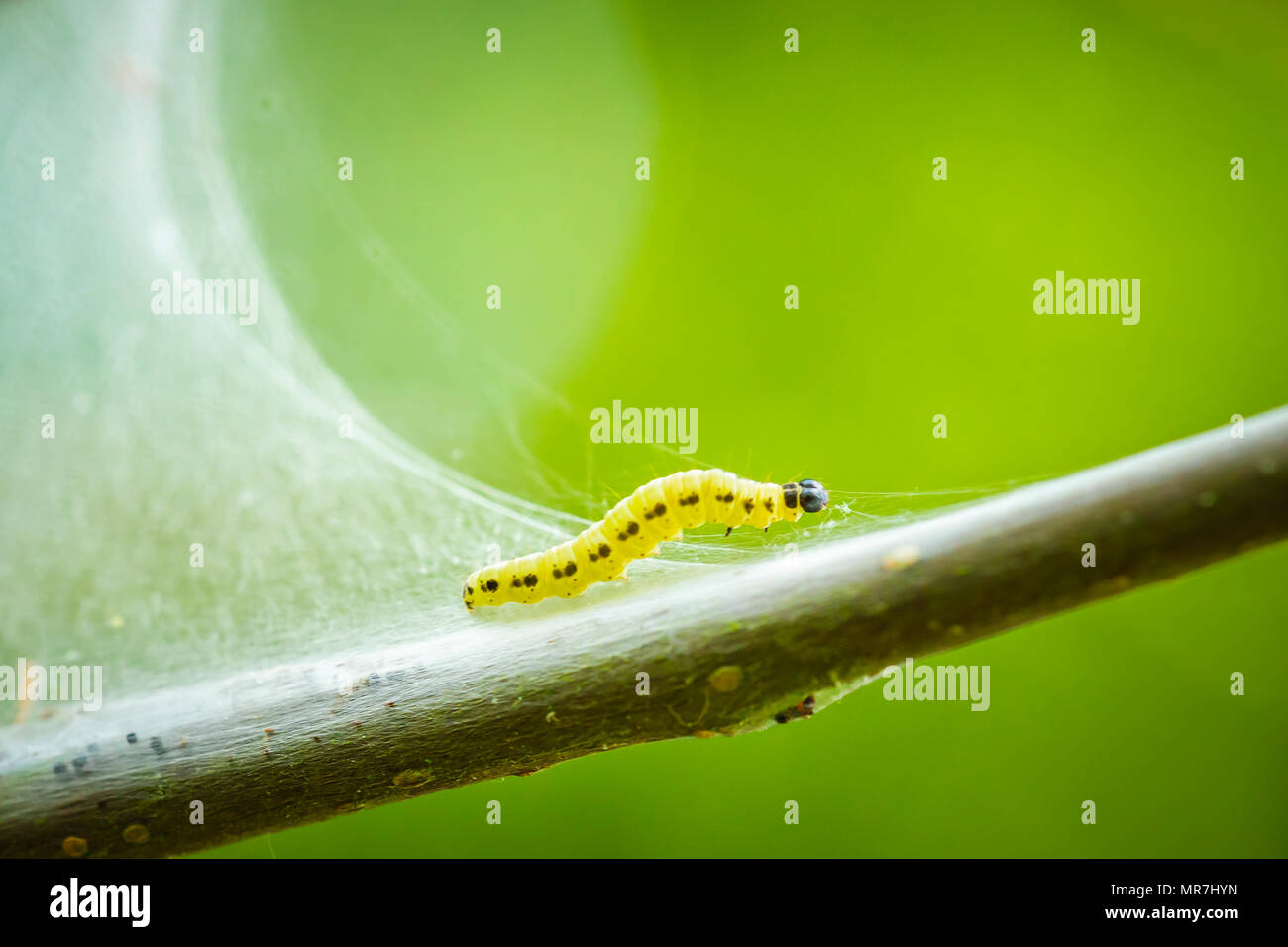 Nahaufnahme von einem schädling Larven, Raupen des Familie Yponomeutidae oder Hermelin Motten, gebildeten kommunalen Web-sites rund um einen Baum. Stockfoto