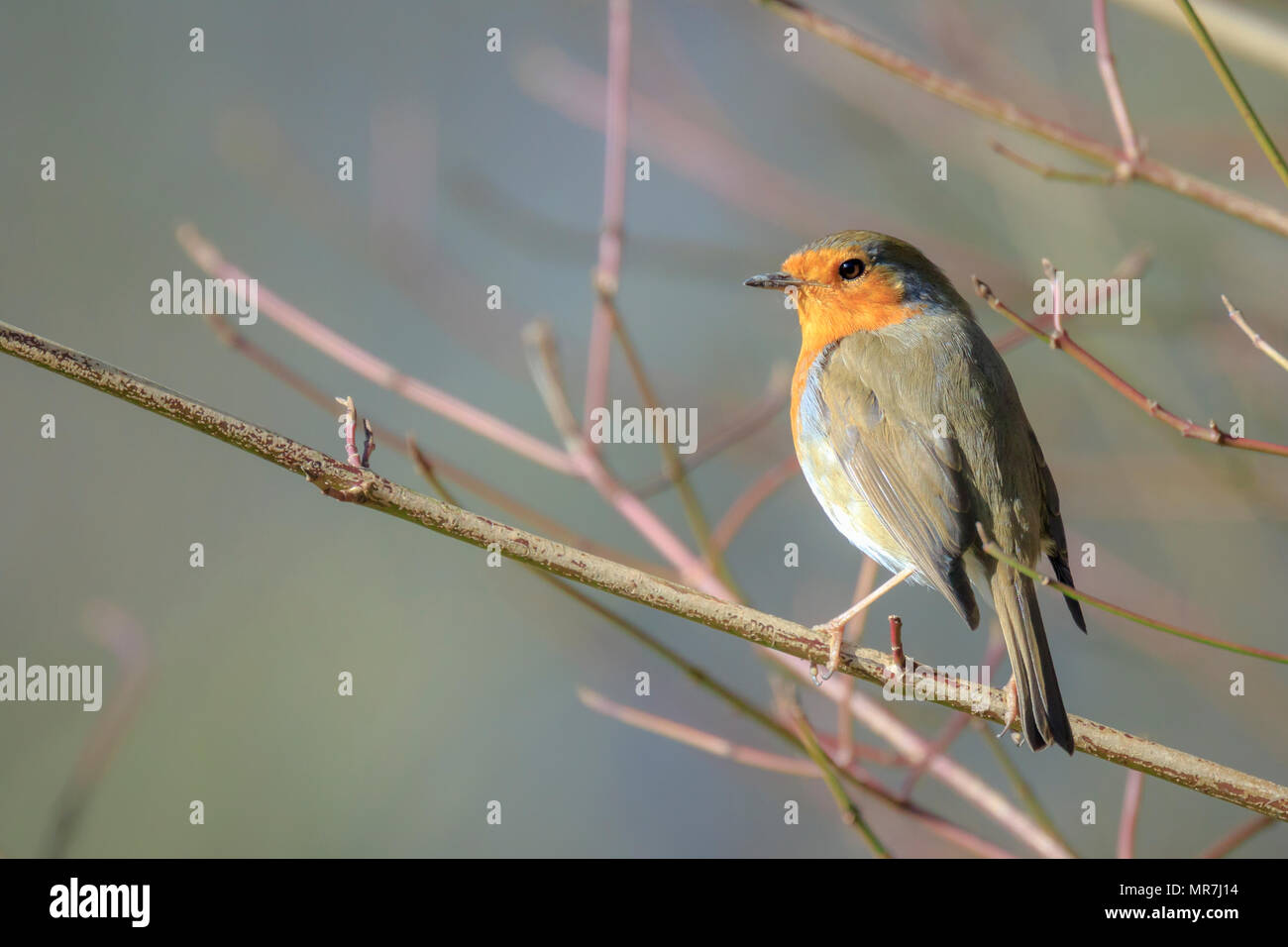 Europäische Robin (Erithacus Rubecula) Gesang in Sonnenstrahlen Sonnenlicht während der Paarungszeit im Frühling. Stockfoto