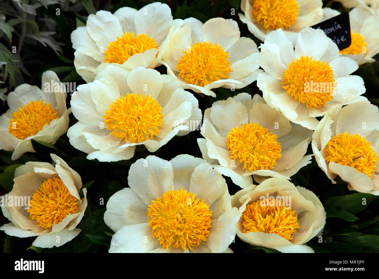 Paeonia Mondaufgang von binney Pflanzen, RHS Chelsea Flower Show 2018 Stockfoto