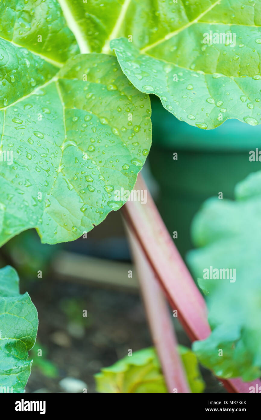 Rhabarber im Garten Stockfoto