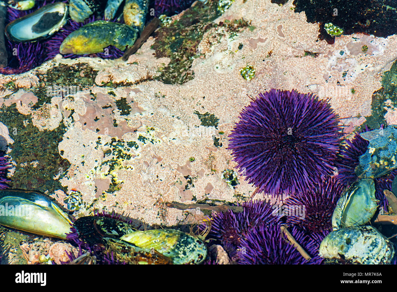 Nahaufnahme des gezeitentümpel am Yaquina Head Cobble Strand. Purple Seeigel, driftwook, und Felsen liegen in flachen Gewässern. Stockfoto