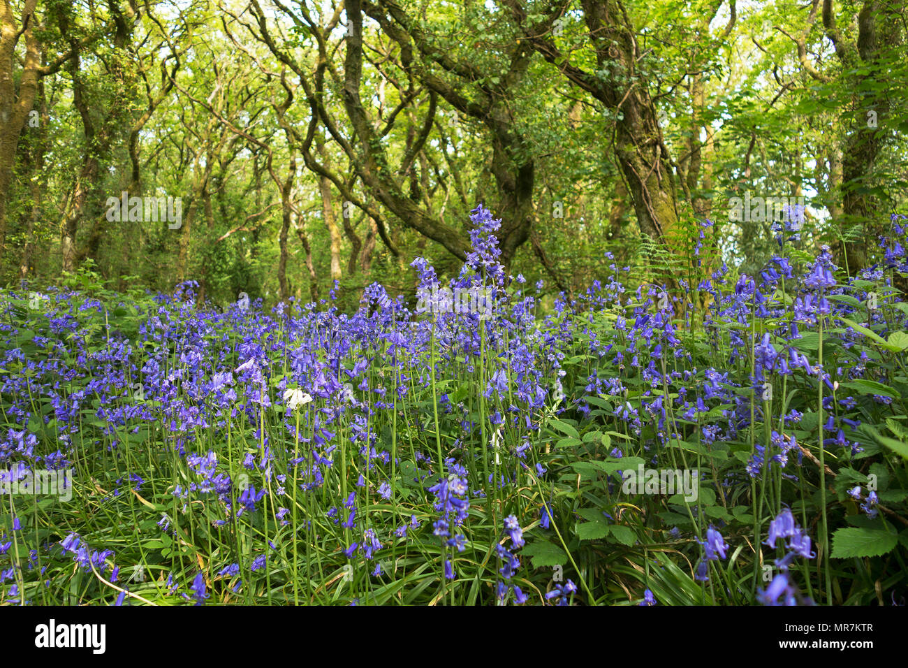 Spanisch Glockenblumen wächst in einer alten Eiche woodland, Einheit Woods, Cornwall, England, Großbritannien. Stockfoto