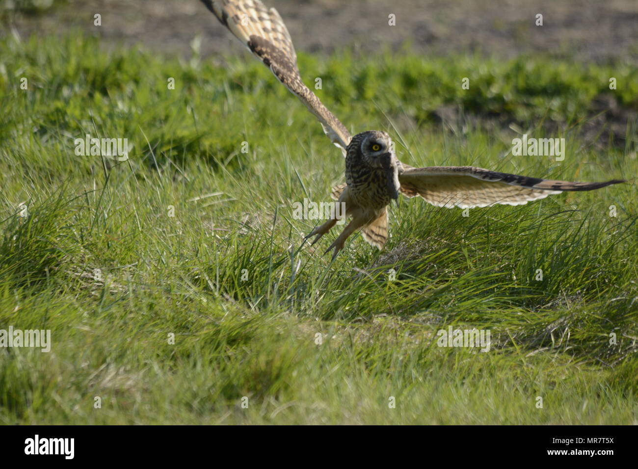 Short eared owl mit Beute Stockfoto