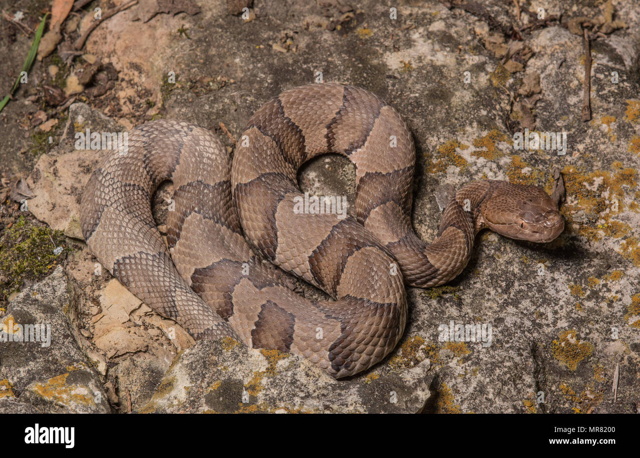 Northern Copperhead (Agkistrodon contortrix) von Gage County, Nebraska, USA. Stockfoto