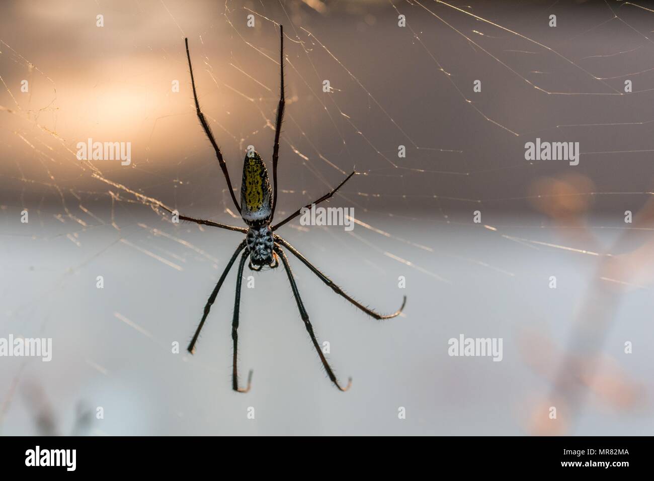 Nahaufnahme einer Seide Spinne im Netz Stockfoto