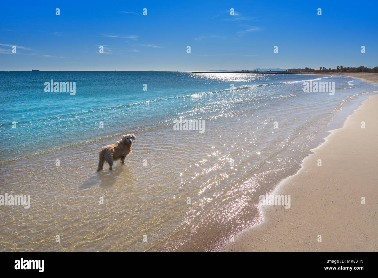 Pinedo hunde Strand in Valencia am Mittelmeer Spaniens Stockfoto