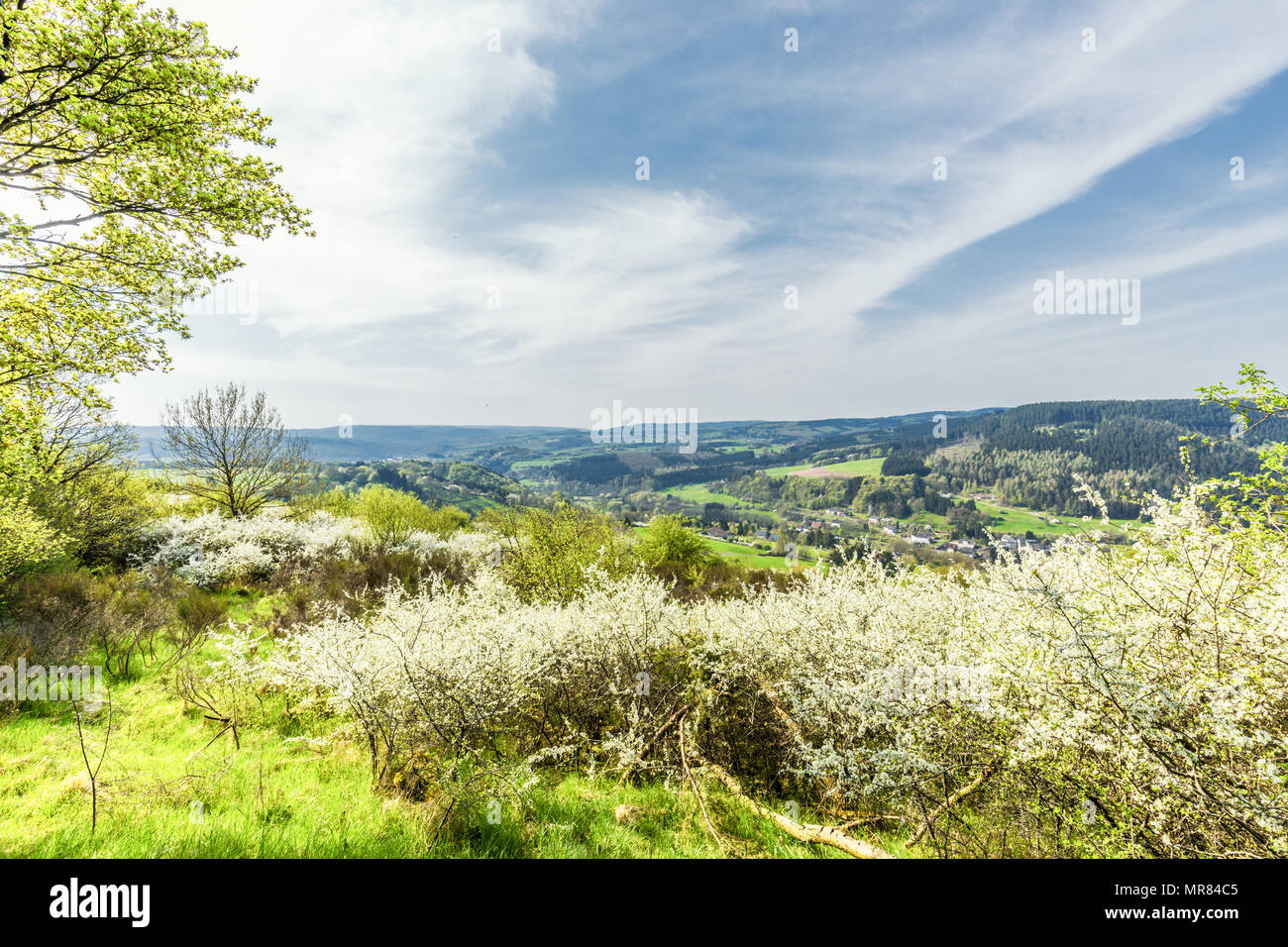 Deutsche Eifel Landschaft im Frühjahr in der Nähe von Roth und Gerolstein mit blühenden Schlehe, Prunus Spinoza, frische grüne Gras und Vistas gegen Himmel mit Wolken Stockfoto