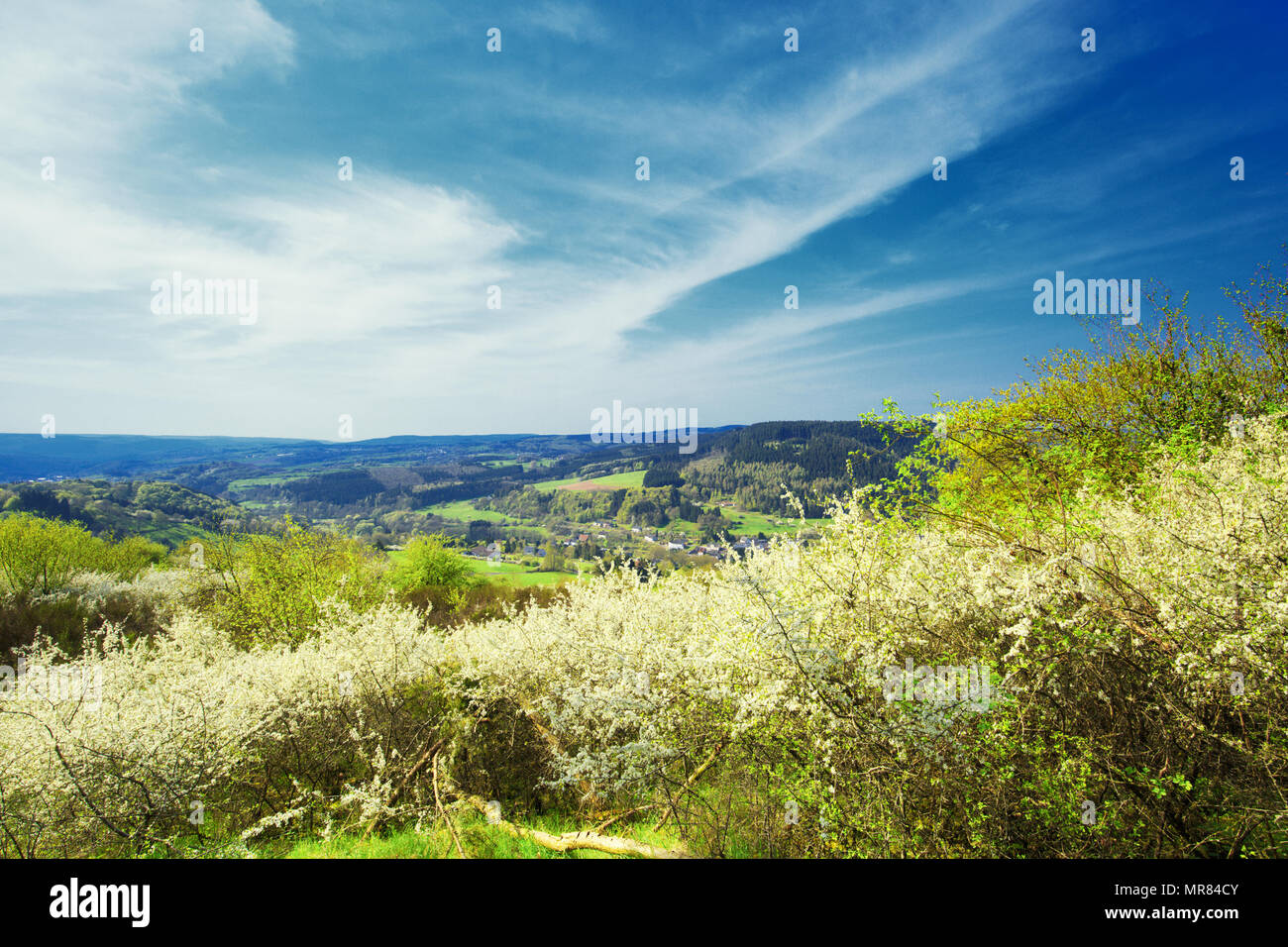 Deutsche Eifel Landschaft im Frühjahr in der Nähe von Roth und Gerolstein mit blühenden Schlehe, Prunus Spinoza, frische grüne Gras und Vistas gegen Himmel mit Wolken Stockfoto