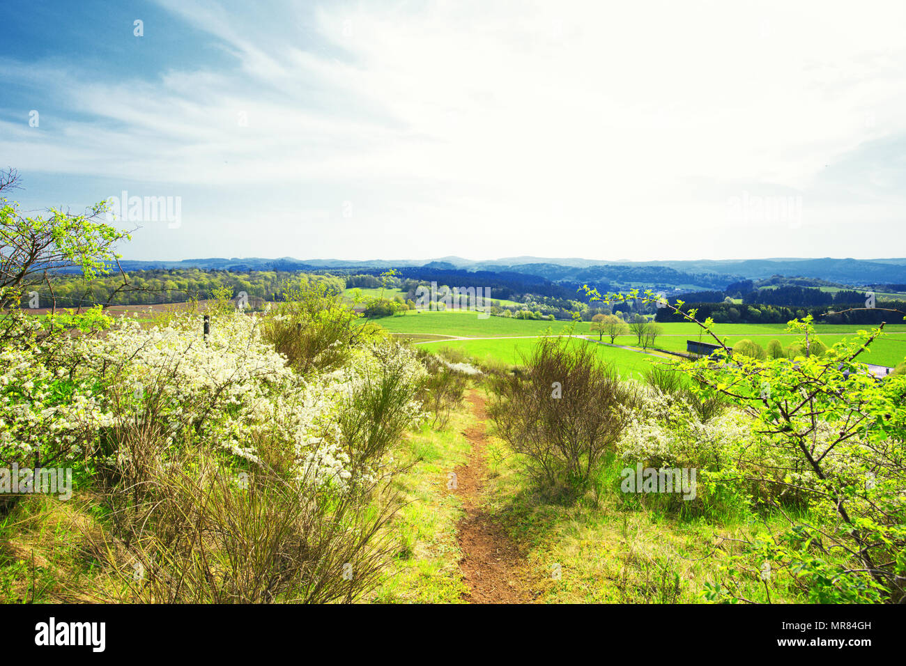 Deutsche Eifel Landschaft im Frühjahr in der Nähe von Roth und Gerolstein mit blühenden Schlehe, Prunus Spinoza, frische grüne Gras und Vistas gegen Himmel mit Wolken Stockfoto