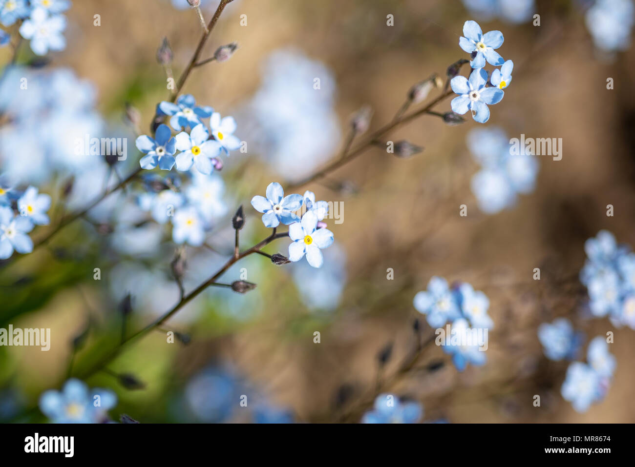 Weiches bokeh Foto. Kleine blaue Blumen Vergissmeinnicht das Feld, Toning Stockfoto