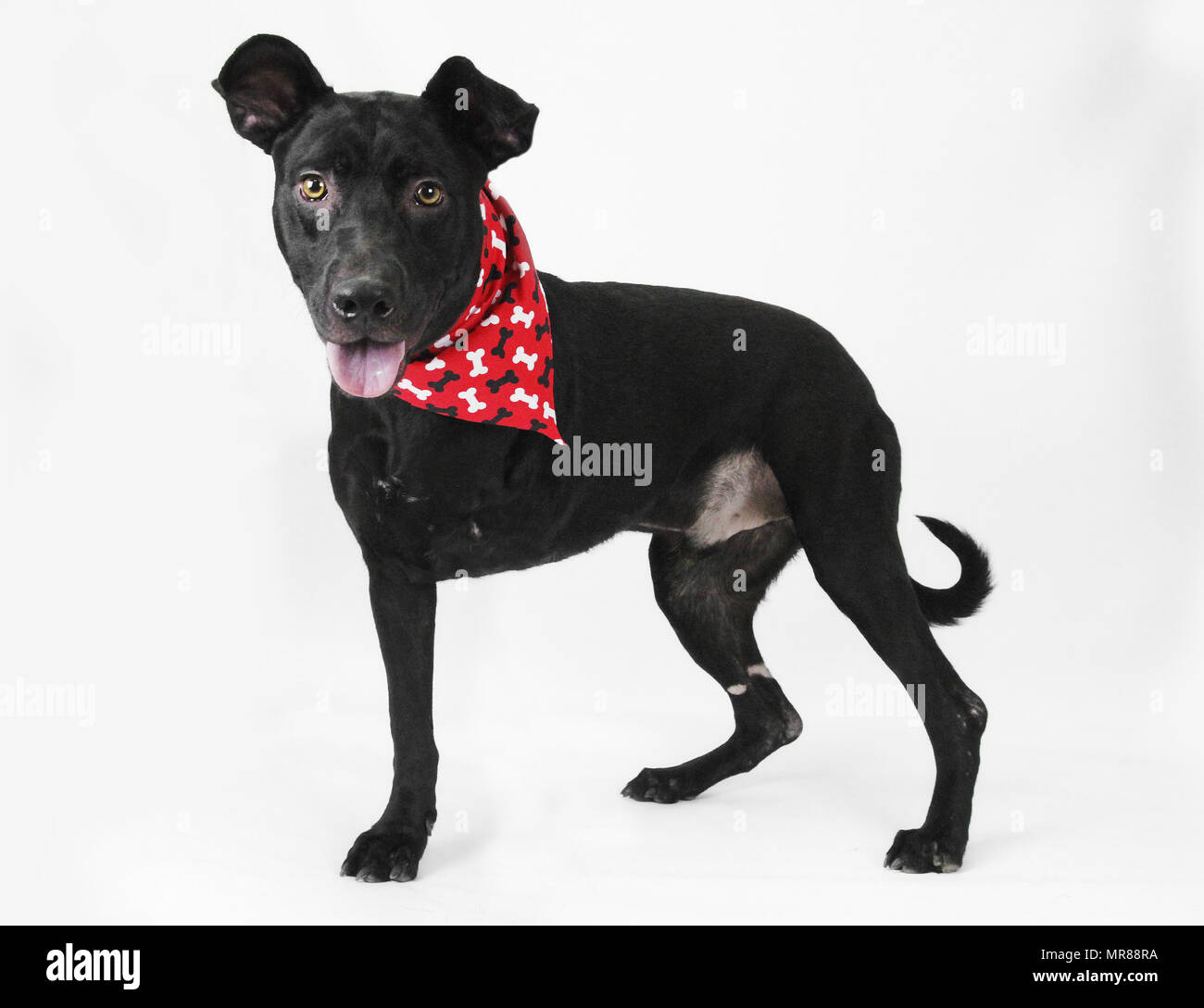 Stativ Tierheim Hund, drei Beine, fehlt ein Bein, auf weißem Hintergrund isoliert Stockfoto