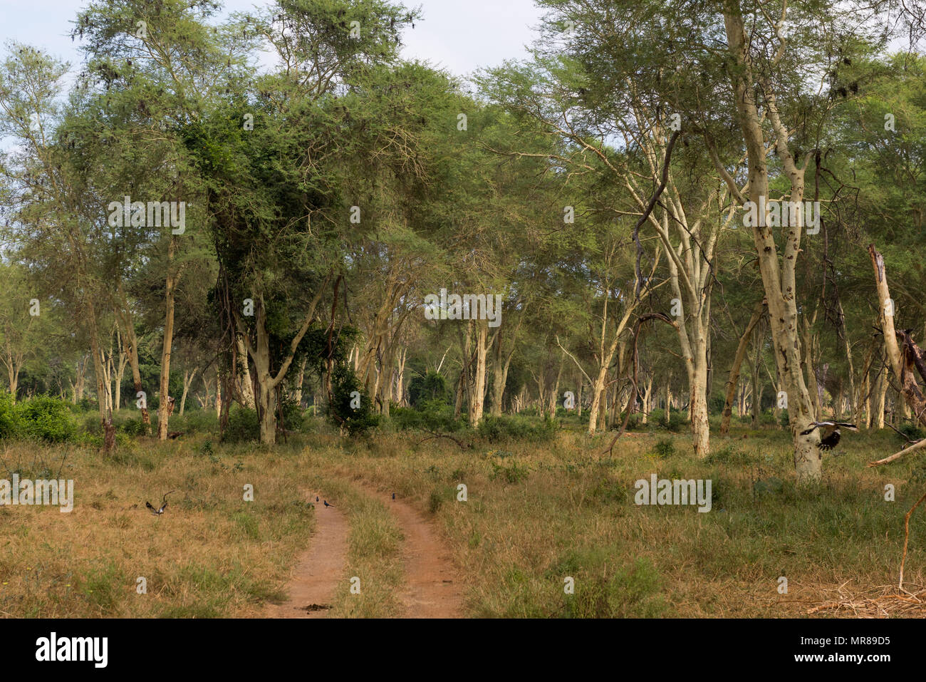 Fever Tree Forest in der Makuleke Vertrag Park, Northern Kruger, Südafrika Stockfoto