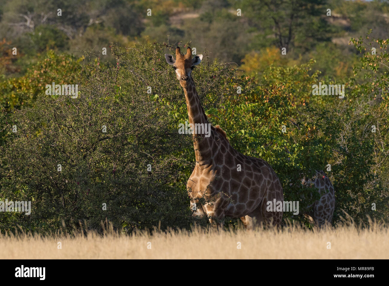 South African Giraffe in Mashatu Private Game Reserve in Botswana Stockfoto