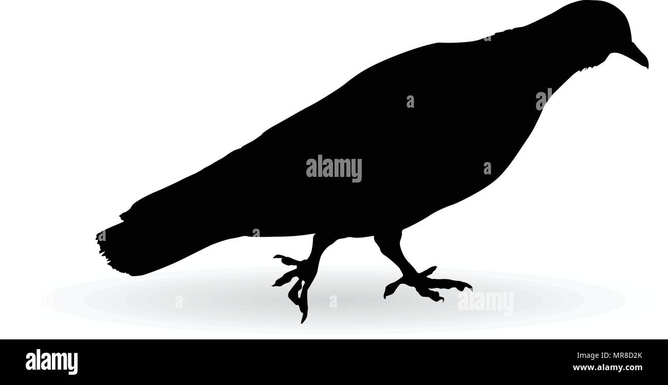 Taube auf dem Boden Vektor silhouette Abbildung Stock Vektor