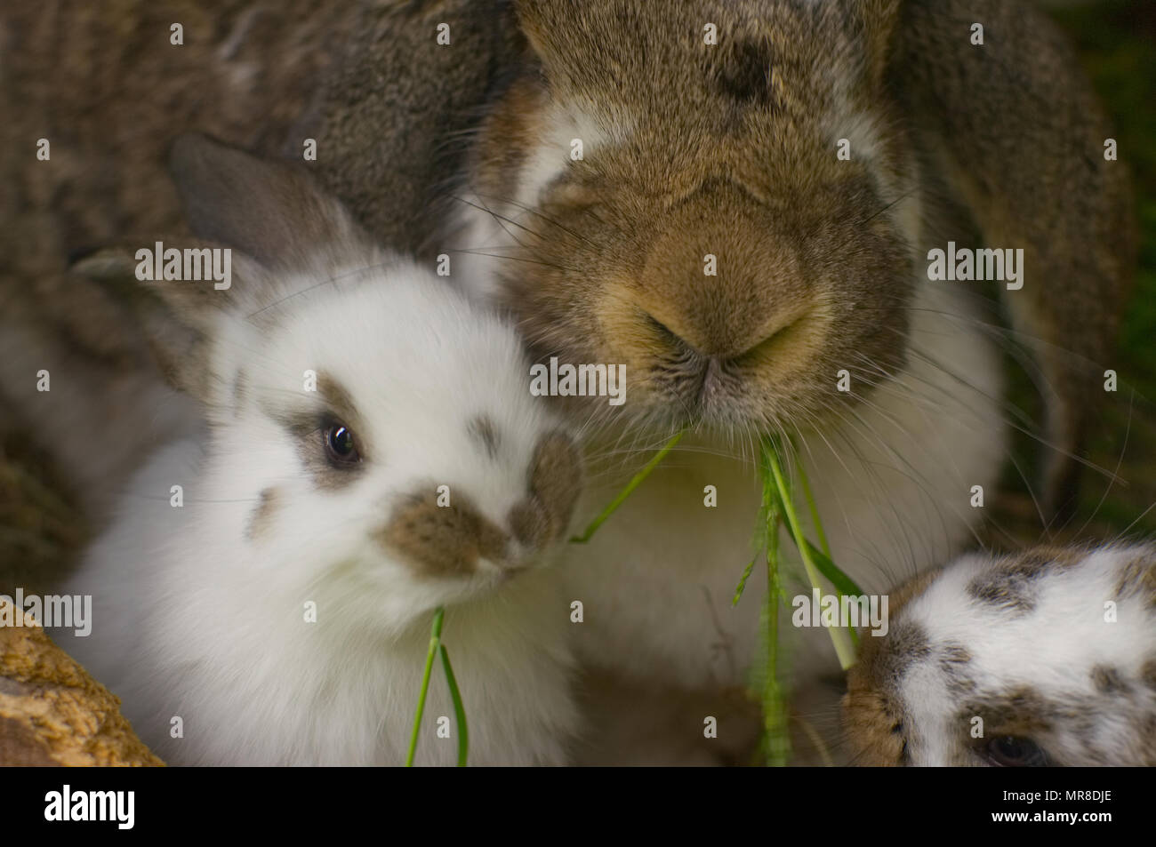 Ein Erwachsener und zwei Baby Kaninchen essen grüne Gras. Sie sitzen in einem Stall. Stockfoto