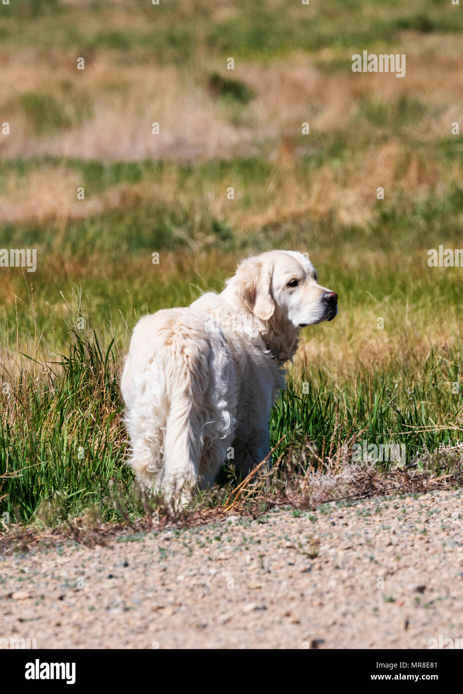 Platin farbige Golden Retriever Hund läuft auf einer zentralen Colorado Ranch; USA Stockfoto