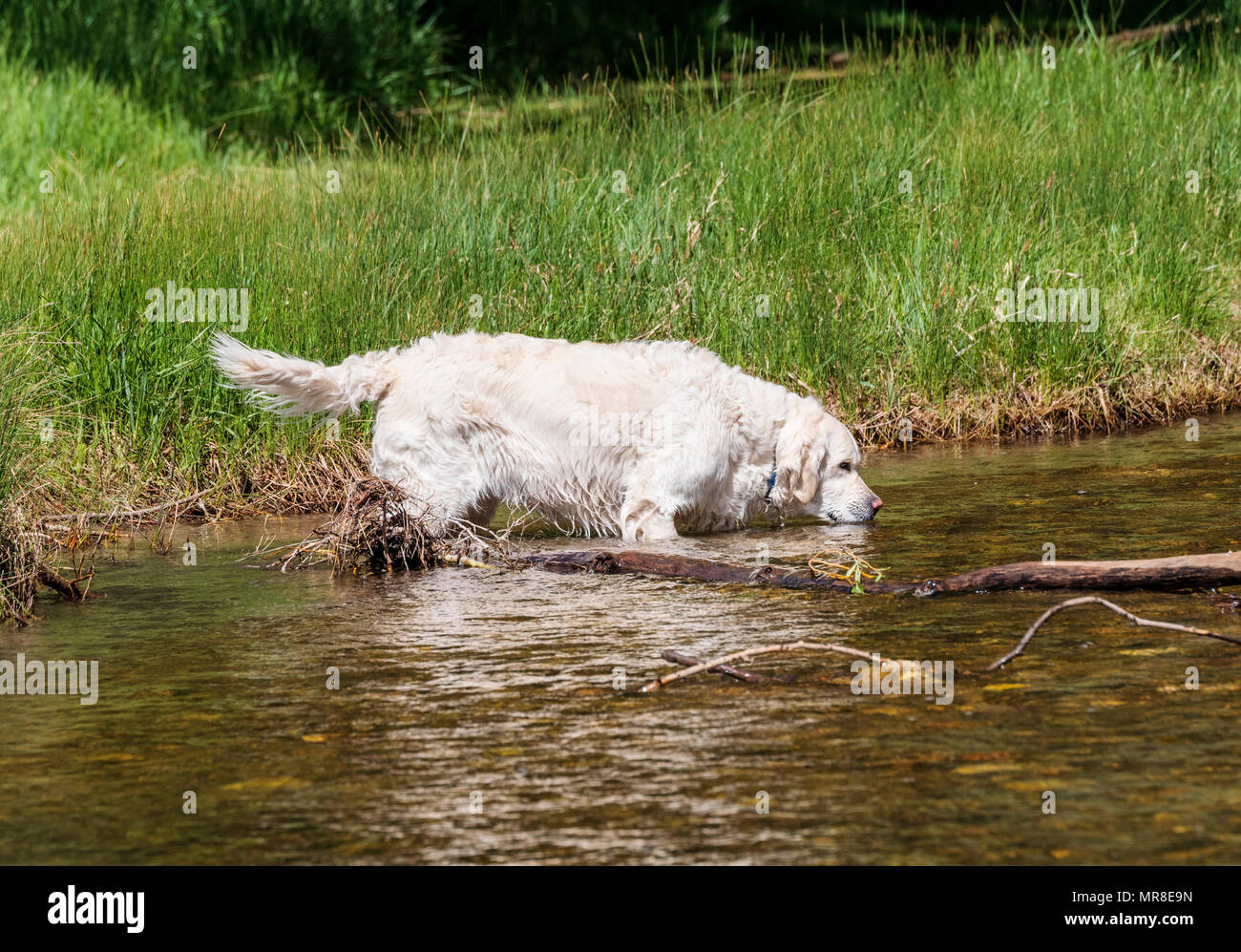 Platin farbige Golden Retriever Hunde spielen in der Little Arkansas River, Salida, Colorado, USA Stockfoto