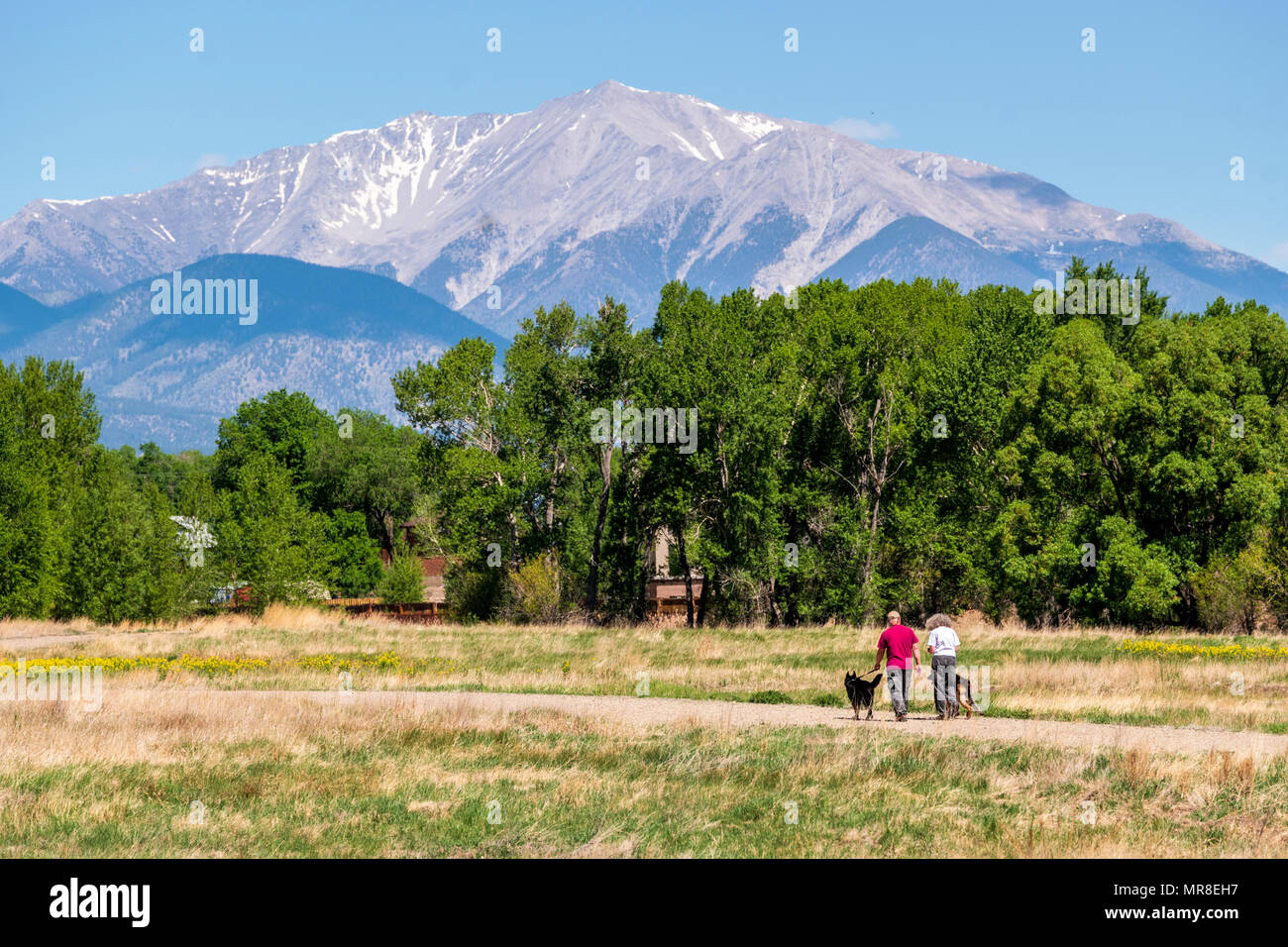 Paar ihre zwei Deutschen Schäferhunden zu Fuß auf einem zentralen Kolorado Ranch; Salida, Colorado, USA Stockfoto
