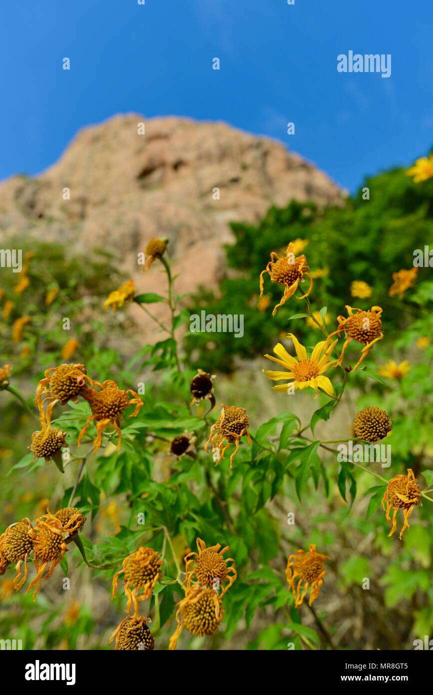 Gelbe Blüten aus der Familie der entlang der Cudtheringa Track, Castle Hill, QLD 4810, Australien Stockfoto