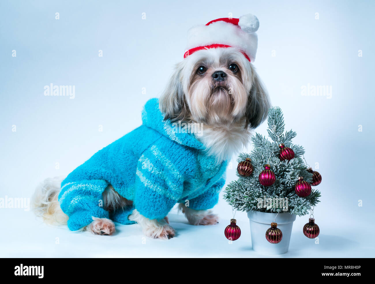 Shih Tzu Hund in Santa Hut und blauen Pullover mit kleinen Tannenbaum auf Weißem und Blauem Hintergrund Stockfoto