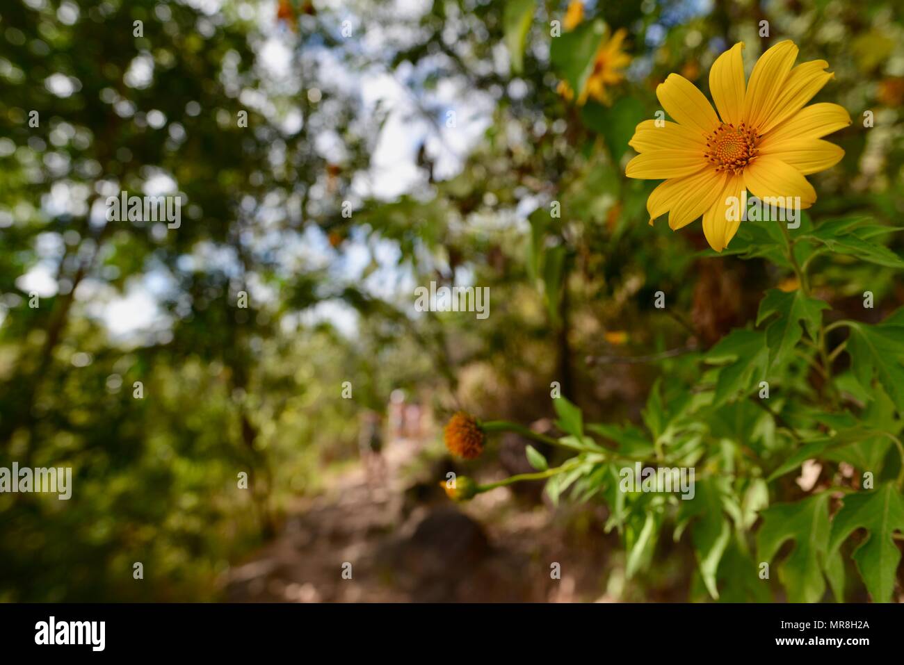Gelbe Blüten aus der Familie der entlang der Cudtheringa Track, Castle Hill, QLD 4810, Australien Stockfoto