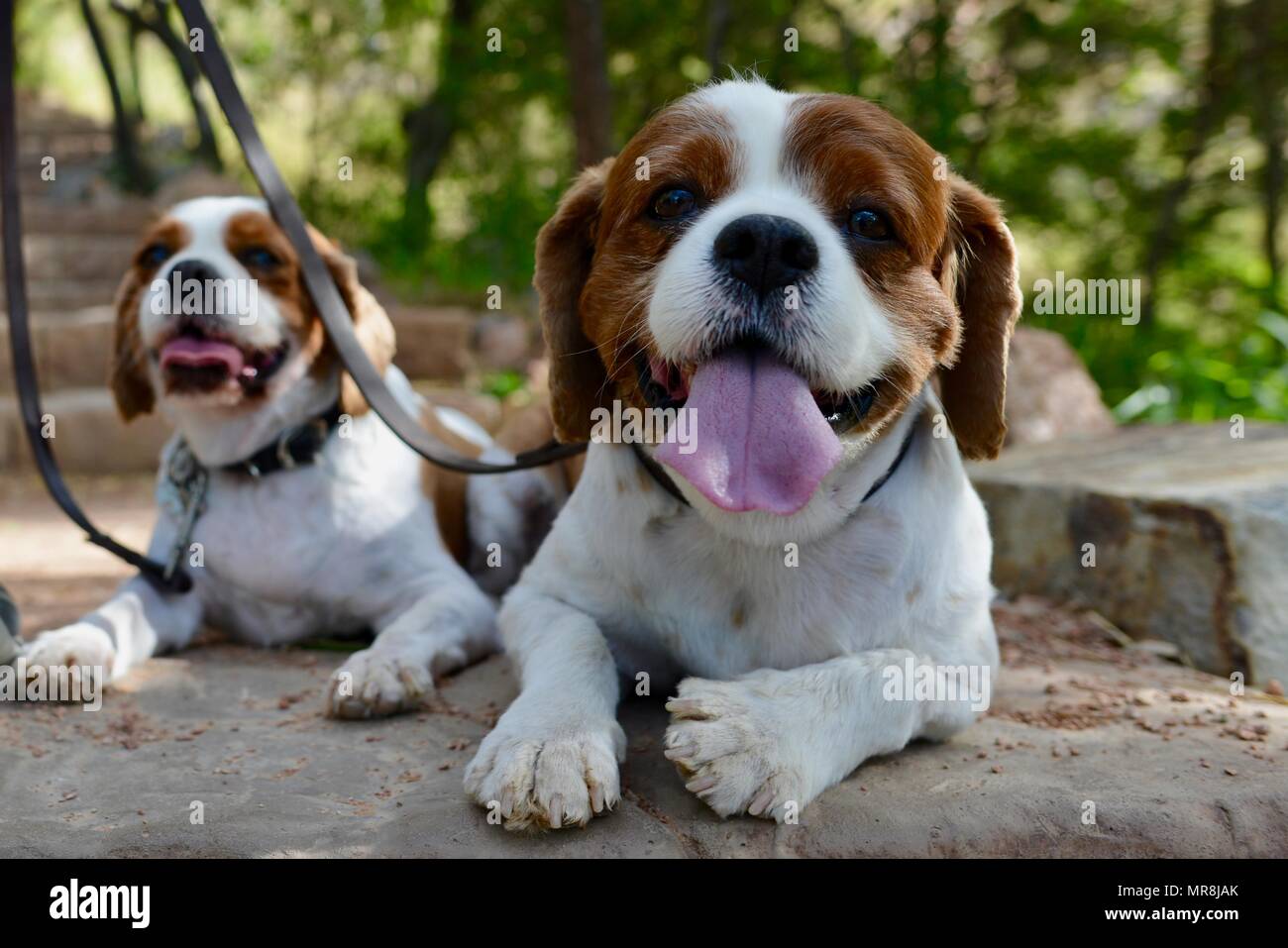 Zwei Hunde spaniel Spaniel an der Leine, Castle Hill, QLD 4810, Australien Stockfoto