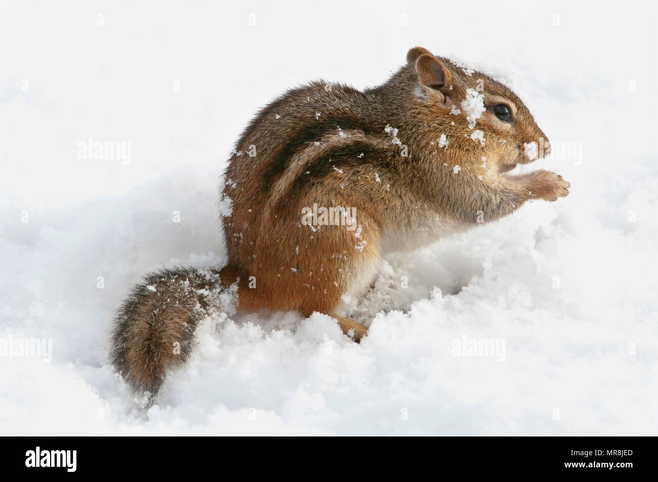 Östlichen Streifenhörnchen (Tamias striatus), E USA, durch Überspringen Moody/Dembinsky Foto Assoc Stockfoto